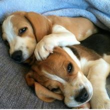 Beautiful Beagle pups for re-homing (manuellajustin986@gmail.com)