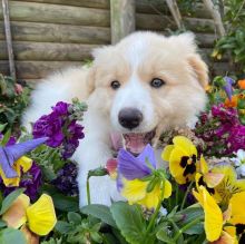 Beautiful border collie puppies for adoption (manuellajustin986@gmail.com)