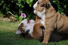 C.K.C MALE AND FEMALE ENGLISH BULLDOG PUPPIES AVAILABLE