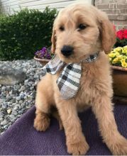 C.K.C MALE AND FEMALE GOLDENDOODLE PUPPIES AVAILABLE️