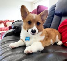 Corgi puppies for adoption (manuellajustin986@gmail.com)