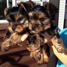 Cute Yorkie puppies For Adoption Email address(melissa24allyssa@gmail.com)