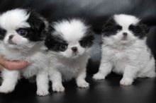 Japanese Chin For Sale