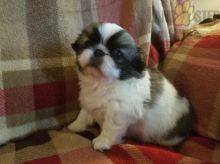 Pekingese For Sale