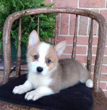 Pembroke Welsh Corgi puppies.