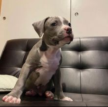 Pitbull puppies for adoption (manuellajustin986@gmail.com)