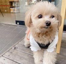 REGISTERED ADORABLE male and female Maltipoo puppies for adoption