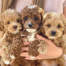 Stunning cavapoo puppies available for adoption. (manuellajustin986@gmail.com)