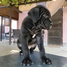 Top quality Male and Female Cane Corso Puppies(100% Purebred)