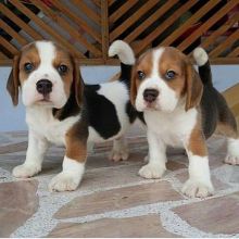 Beautiful Beagle pups for re-homing (manuellajustin986@gmail.com) Image eClassifieds4u