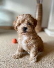 Beautiful cavapoo puppies for adoption (manuellajustin986@gmail.com) Image eClassifieds4u