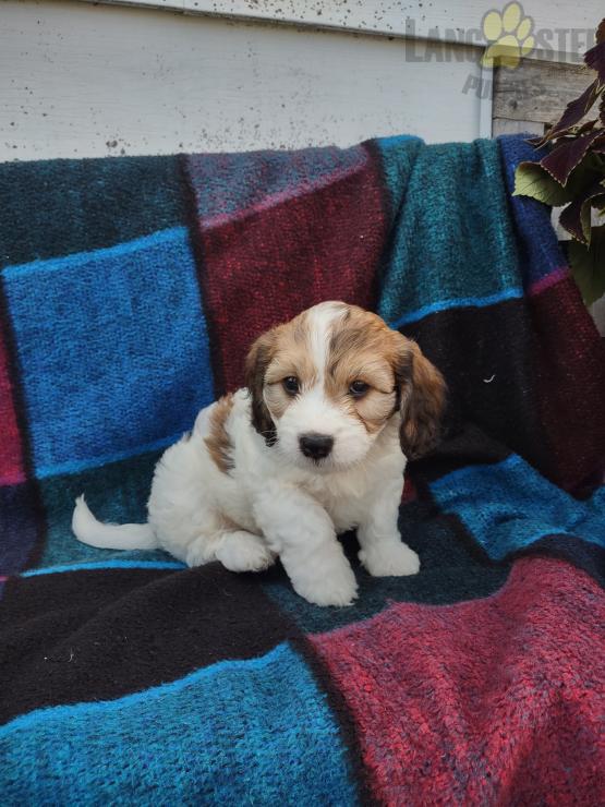 Cavachon For Sale Image eClassifieds4u