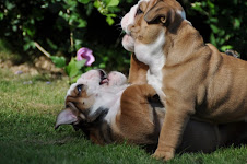 C.K.C MALE AND FEMALE ENGLISH BULLDOG PUPPIES AVAILABLE Image eClassifieds4u
