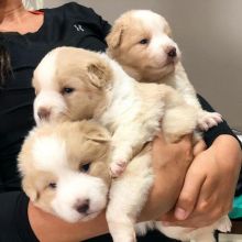 Amazing little Maltipoo puppies puppies available for rehoming. Image eClassifieds4u 2