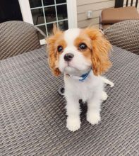 Adorable Cavalier King Charles Spaniel Puppies For Adoption Email @(melissa24allyssa@gmail.com) Image eClassifieds4U
