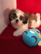 Adorable shih-tzu puppies available for adoption. (manuellajustin986@gmail.com) Image eClassifieds4U