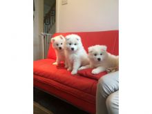 Cute and Beautifully Samoyed puppies Image eClassifieds4u 2