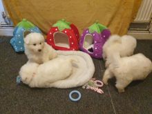 Cute and Beautifully Samoyed puppies Image eClassifieds4u 1