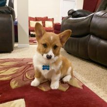 Pembroke Welsh Corgi Puppies available..Email (manuellajustin986@gmail.com) for details. Image eClassifieds4u 1