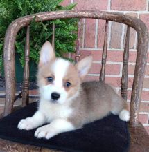 Pembroke Welsh Corgi puppies. Image eClassifieds4u