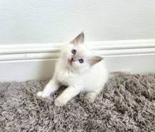 ADORABLE RAGDOLL KITTENS FOR ADOPTION