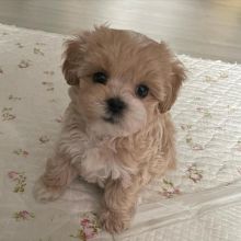 Extraordinary Maltipoo Puppies for Adoption