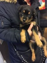 Healthy Male & Female Rottweiler Puppies For Adoption