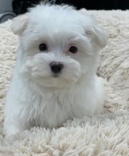 Nice and Healthy Maltese Puppies Available