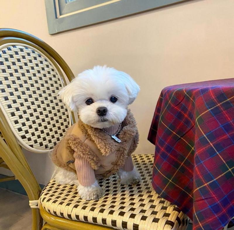 Cute lovely and adorable male and female Maltese puppies for adoption Image eClassifieds4u