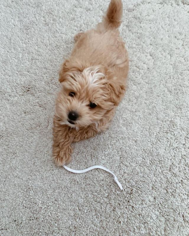 Extraordinary Maltipoo Puppies for Adoption Image eClassifieds4u