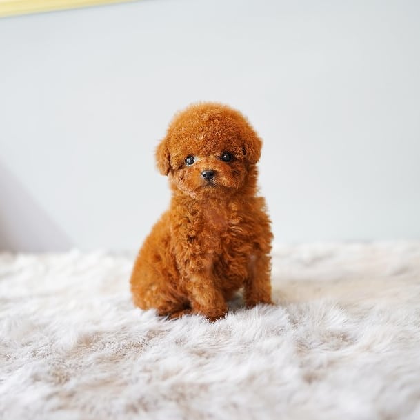 Fabulous CKC Toy Poodle Puppies Available Image eClassifieds4u