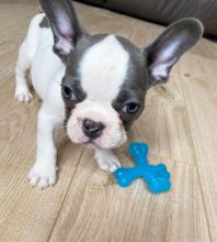 Astonishing CKC French Bulldog Puppies Available Image eClassifieds4u 3
