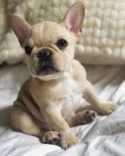 Astonishing CKC French Bulldog Puppies Available Image eClassifieds4u 1