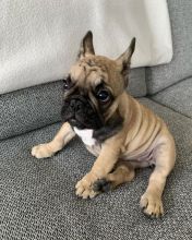 Astonishing CKC French Bulldog Puppies Available Image eClassifieds4u 2