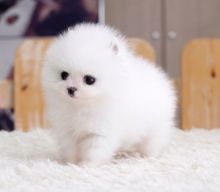 Awesome Pomeranian Puppies Available Email address(melissa24allyssa@gmail.com Image eClassifieds4U