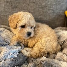 Extraordinary Maltipoo Puppies for Adoption Image eClassifieds4u 2