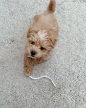 Extraordinary Maltipoo Puppies for Adoption Image eClassifieds4u 3