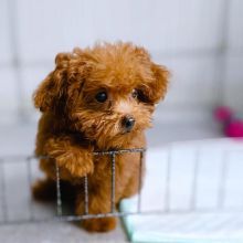 Fabulous CKC Toy Poodle Puppies Available Image eClassifieds4u 2