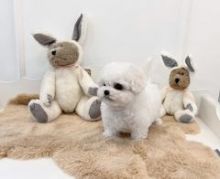 Fabulous CKC Toy Poodle Puppies Available Image eClassifieds4u 1