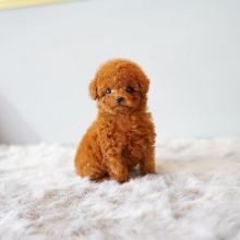 Fabulous CKC Toy Poodle Puppies Available Image eClassifieds4u 3