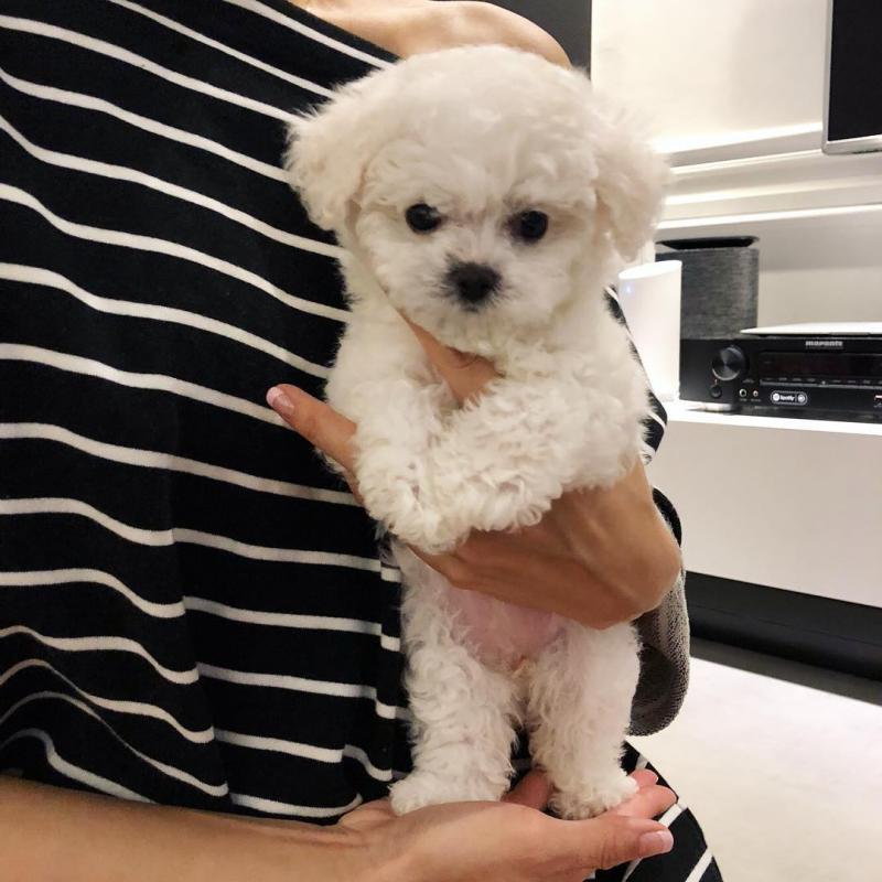 Staggering CKC Maltese Puppies Available Image eClassifieds4u