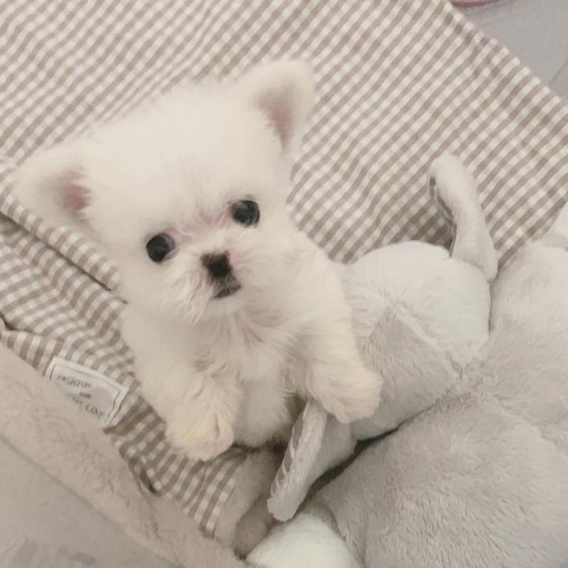 Staggering CKC Maltese Puppies Available Image eClassifieds4u