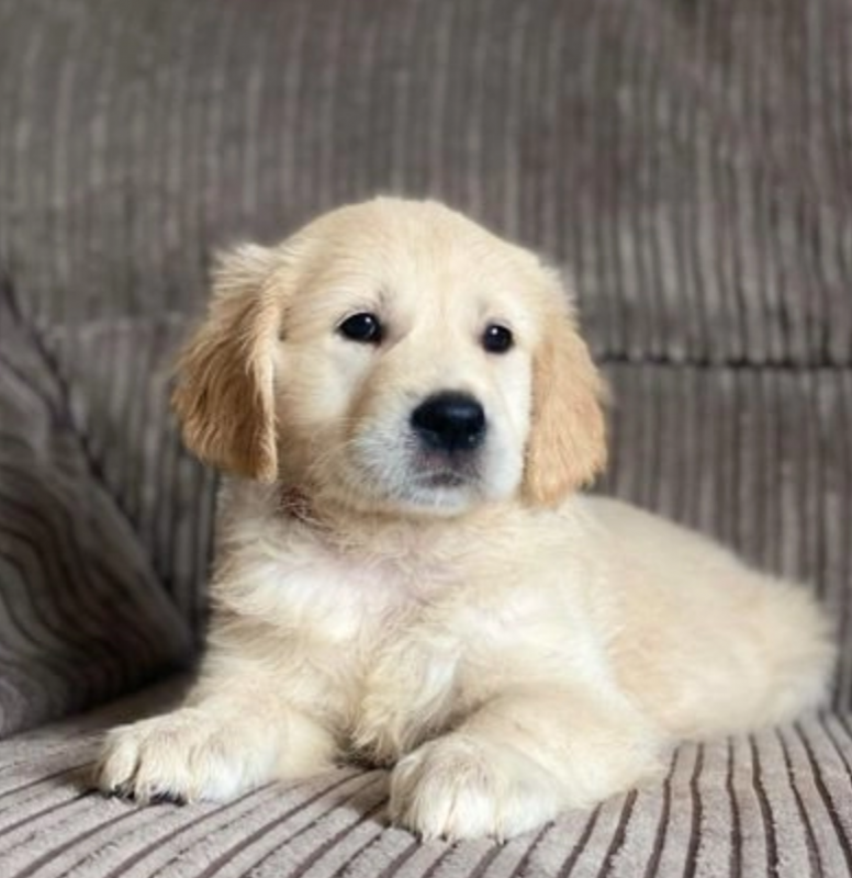 Golden Retriever puppies available Image eClassifieds4u