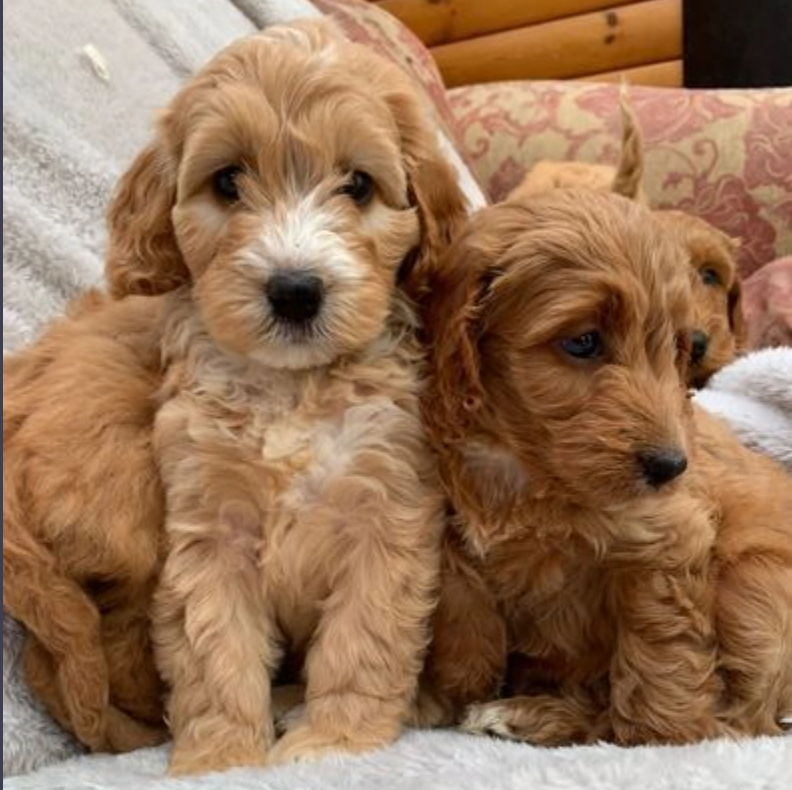Goldendoodles puppies for sale male and females available Image eClassifieds4u