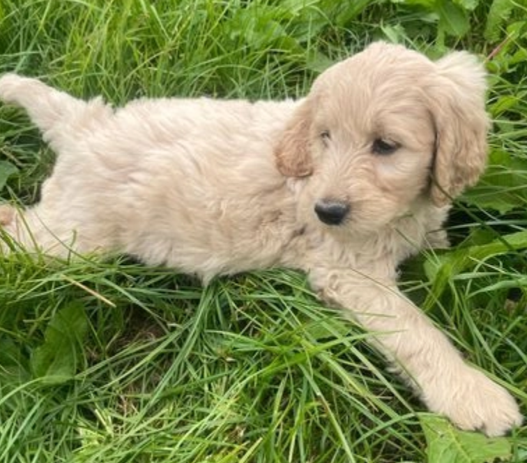 Goldendoodles puppies for sale male and females available Image eClassifieds4u