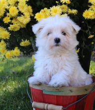 🟥🍁🟥CANADIAN C.K.C MALE AND FEMALE MALTESE PUPPIES AVAILABLE
