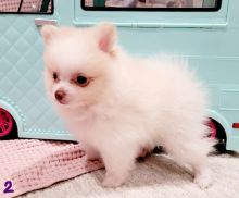 Cute Pomeranian Puppies for Adoption