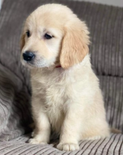 Golden Retriever puppies available