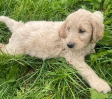 Goldendoodles puppies for sale male and females available