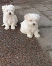 Maltese Puppies Ready...MORE DETAILS AT (mb697913@gmail.com)